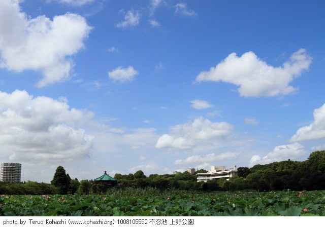 8月の上野公園 1008105552 不忍池 上野公園 thumbnail