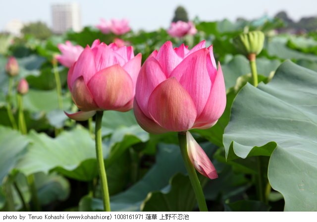 上野公園 2010 1008161971 蓮華 上野不忍池 photo