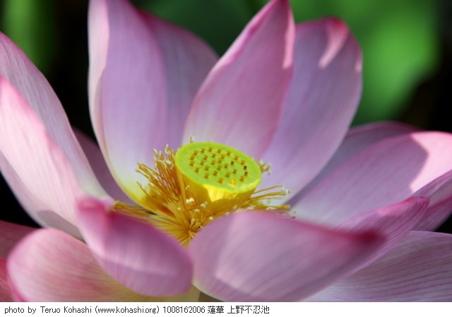蓮・ハス・蓮華 1008162006 蓮華 上野不忍池 thumbnail