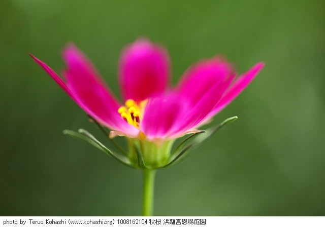 秋桜(コスモス) 1008162104 秋桜 浜離宮恩賜庭園 thumbnail
