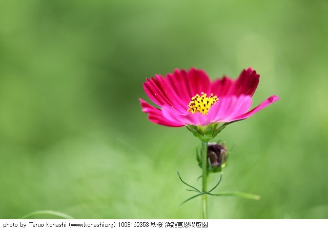 秋桜(コスモス) 1008162353 秋桜 浜離宮恩賜庭園 thumbnail