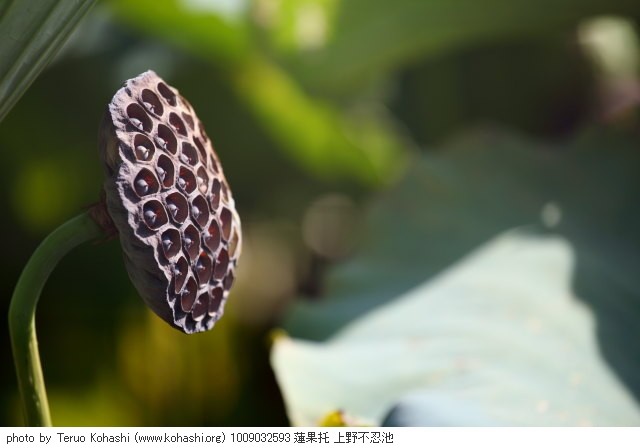 上野公園 2010 1009032593 蓮果托 上野不忍池 photo