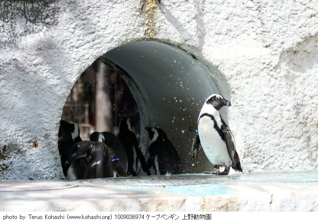 上野公園 2010 1009036974 ケープペンギン 上野動物園 photo