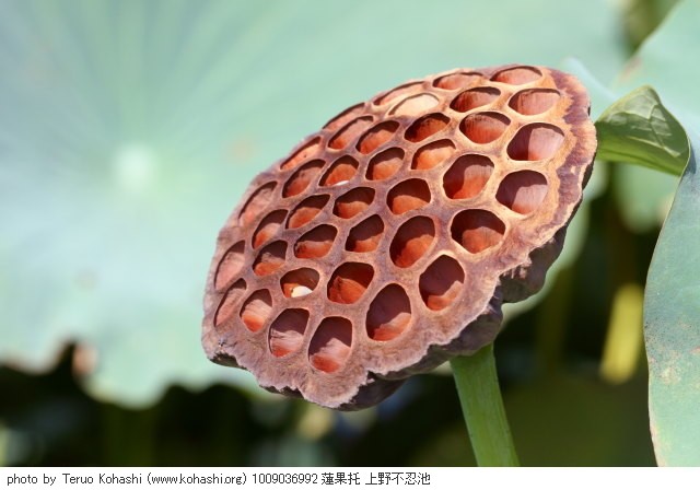 これまでの9月の見頃見所 1009036992 蓮果托 上野不忍池 thumbnail