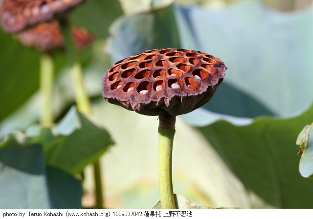 上野公園 2010 1009037042 蓮果托 上野不忍池 thumbnail