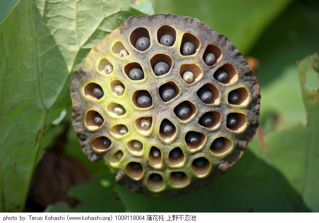 上野公園 2010 1009118064 蓮花托 上野不忍池 photo