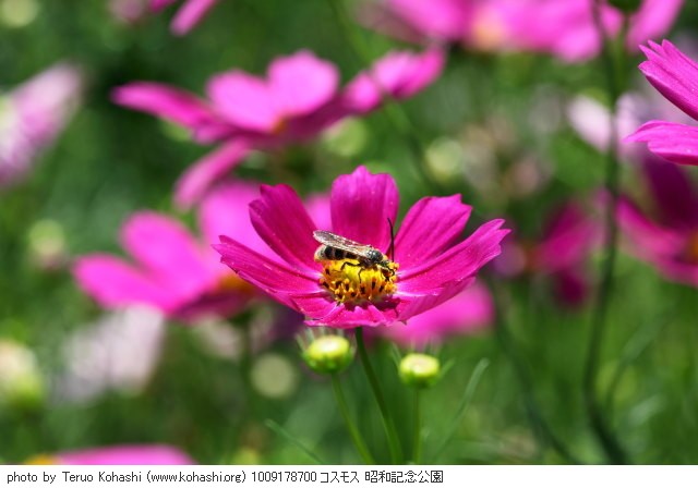 秋桜・コスモス 1009178700 コスモス 昭和記念公園 thumbnail