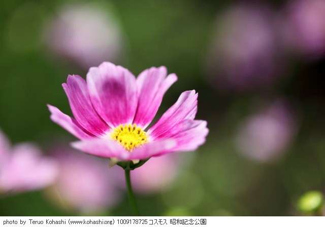 秋桜(コスモス) 1009178725 コスモス 昭和記念公園 thumbnail