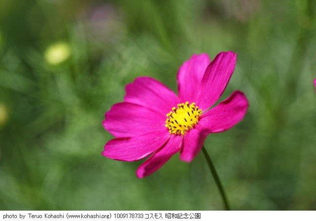 秋桜(コスモス) 1009178733 コスモス 昭和記念公園 thumbnail