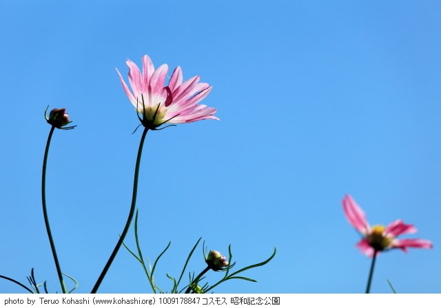 秋桜(コスモス) 1009178847 コスモス 昭和記念公園 thumbnail