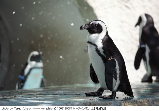 上野公園 2010 1009189084 ケープペンギン 上野動物園 thumbnail