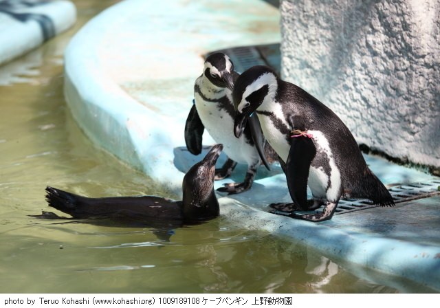 上野公園 2010 1009189108 ケープペンギン 上野動物園 photo