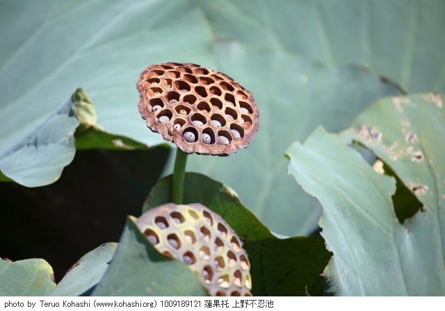 上野公園 2010 1009189121 蓮果托 上野不忍池 photo