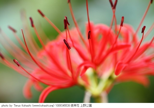 彼岸花(ヒガンバナ) 1009245528 彼岸花 上野公園 thumbnail