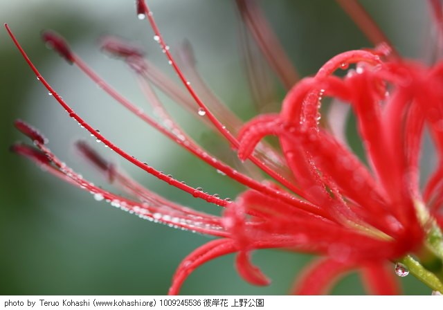 これまでの9月の見頃見所 1009245536 彼岸花 上野公園 thumbnail