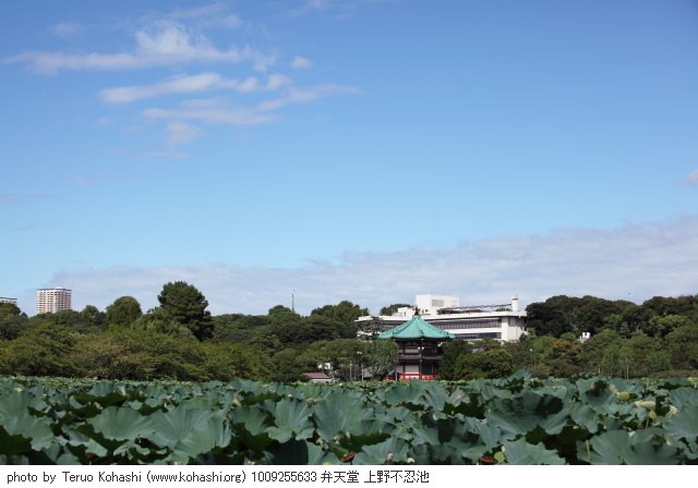 上野公園 2010 1009255633 弁天堂 上野不忍池 photo