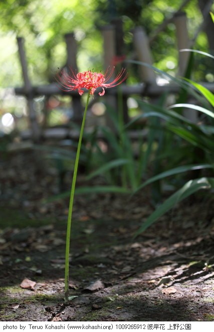 彼岸花(ヒガンバナ) 1009265912 彼岸花 上野公園 thumbnail