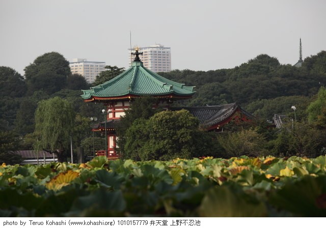 10月の上野公園 1010157779 弁天堂 上野不忍池 thumbnail