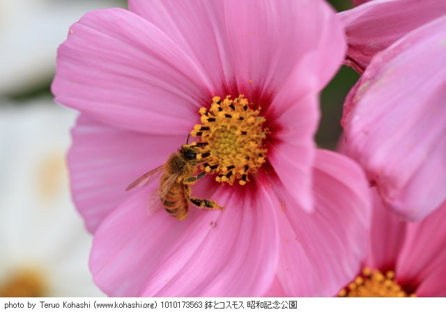 秋桜(コスモス) 1010173563 鉢とコスモス 昭和記念公園 thumbnail