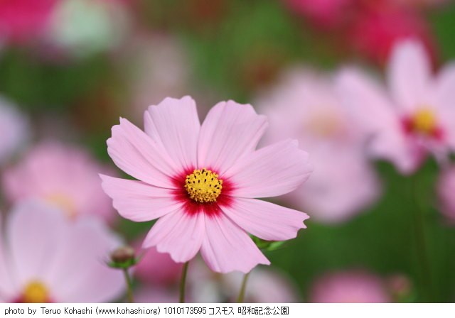 これまでの10月の昭和記念公園 1010173595 コスモス 昭和記念公園 thumbnail