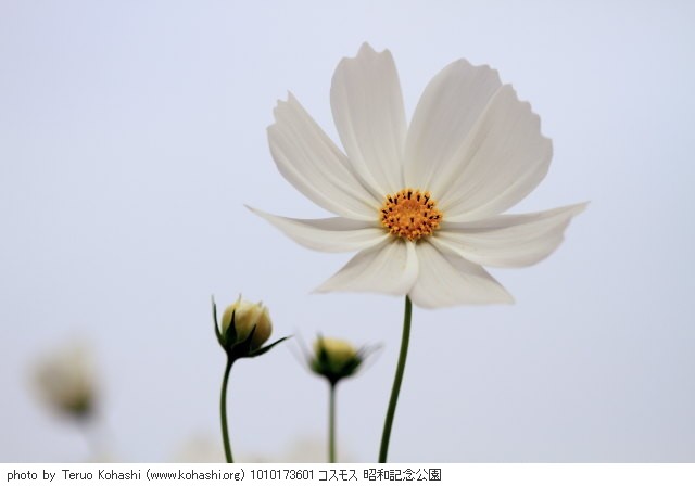 秋桜(コスモス) 1010173601 コスモス 昭和記念公園 thumbnail