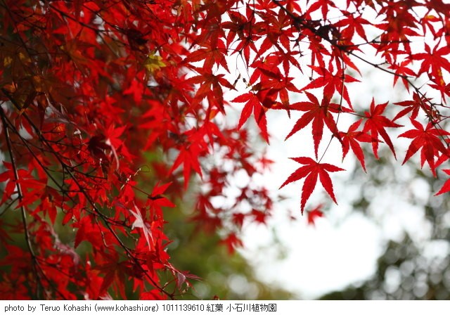 11月の紅葉・黄葉 1011139610 紅葉 小石川植物園 thumbnail