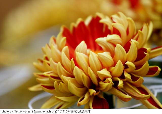 菊・キク 1011169489 菊 湯島天神 thumbnail