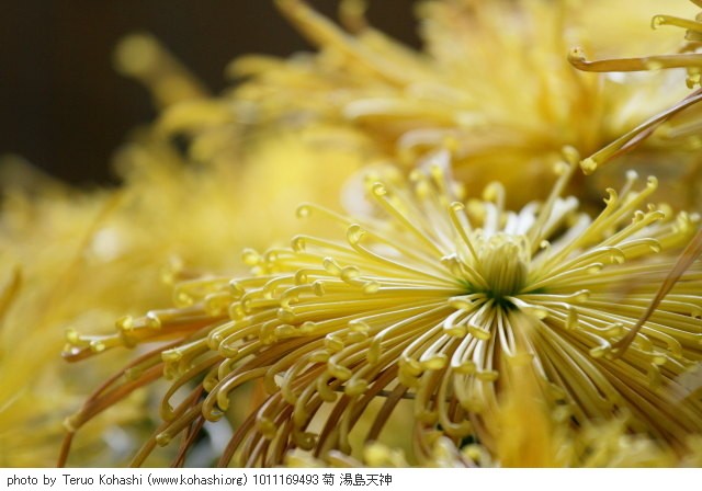 菊・キク 1011169493 菊 湯島天神 thumbnail
