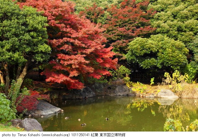 上野公園 2010 1011250141 紅葉 東京国立博物館 photo
