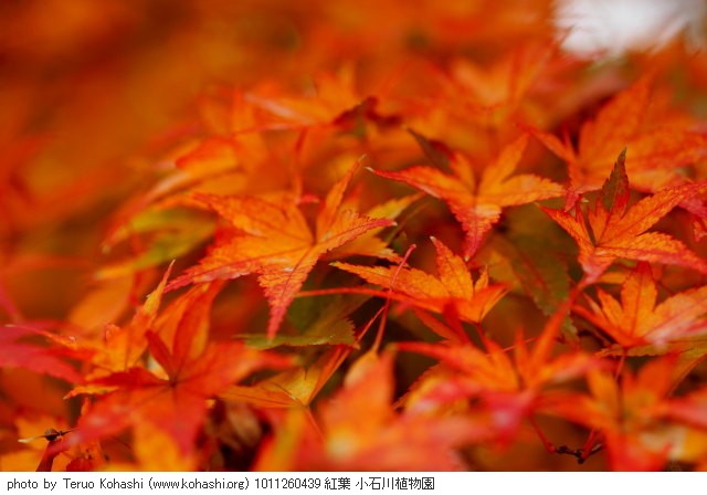 紅葉 1011260439 紅葉 小石川植物園 thumbnail