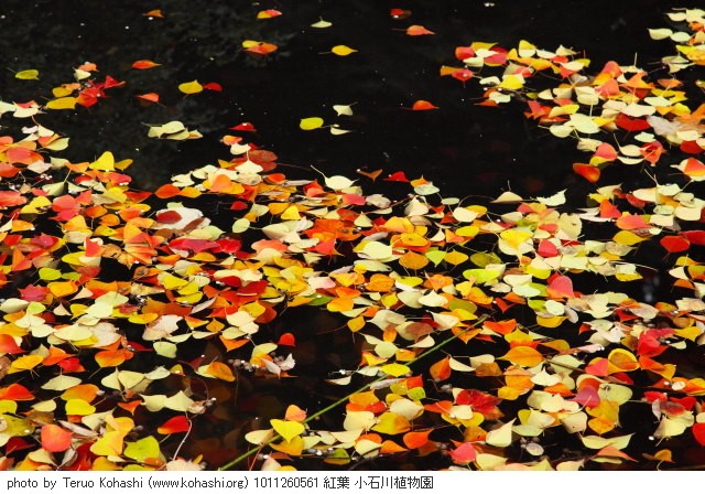 紅葉・黄葉 1011260561 紅葉 小石川植物園 thumbnail
