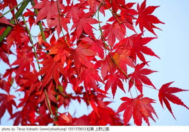 紅葉 1011270613 紅葉 上野公園 thumbnail