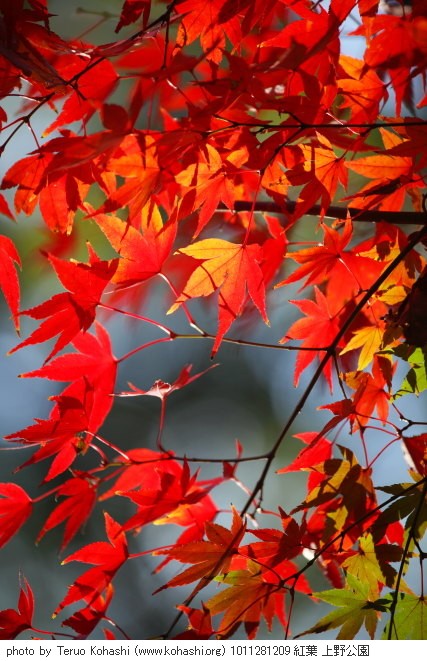 11月の上野公園 1011281209 紅葉 上野公園 thumbnail