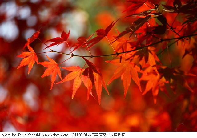 紅葉・銀杏 1011281314 紅葉 東京国立博物館 thumbnail