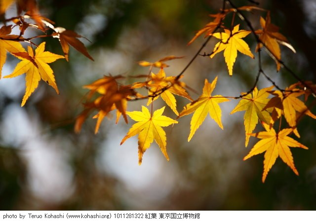 上野公園 2010 1011281322 紅葉 東京国立博物館 photo