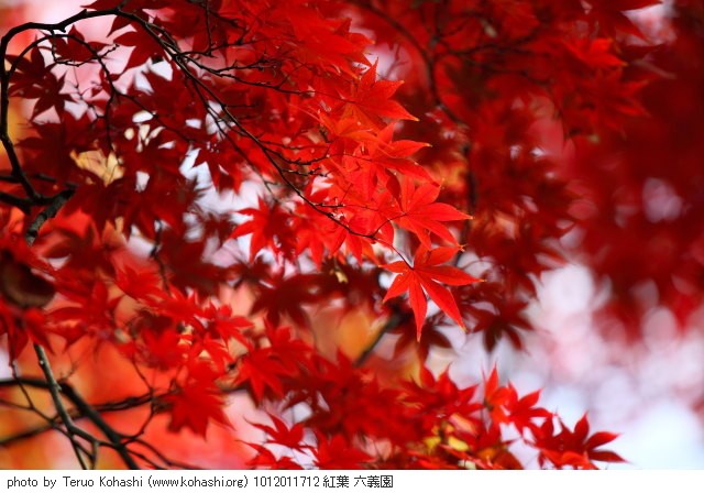 紅葉・黄葉 1012011712 紅葉 六義園 thumbnail