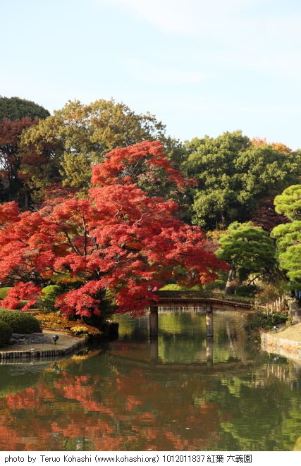 六義園 2010 1012011837 紅葉 六義園 photo