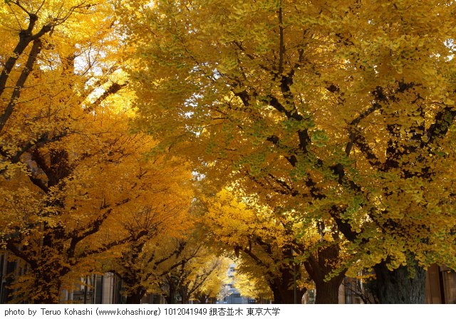 湯島天神、界隈 2010 1012041949 銀杏並木 東京大学 photo