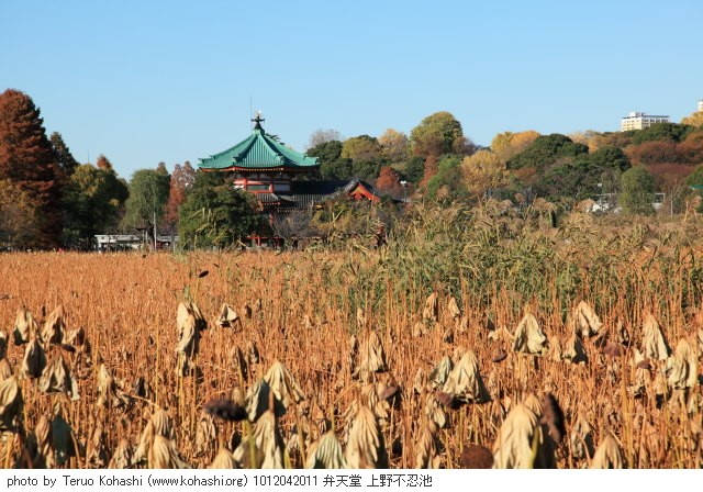 上野公園 2010 1012042011 弁天堂 上野不忍池 thumbnail