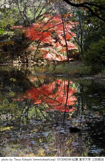 湯島天神、界隈 2010 1012045349 紅葉 東京大学 三四郎池 photo