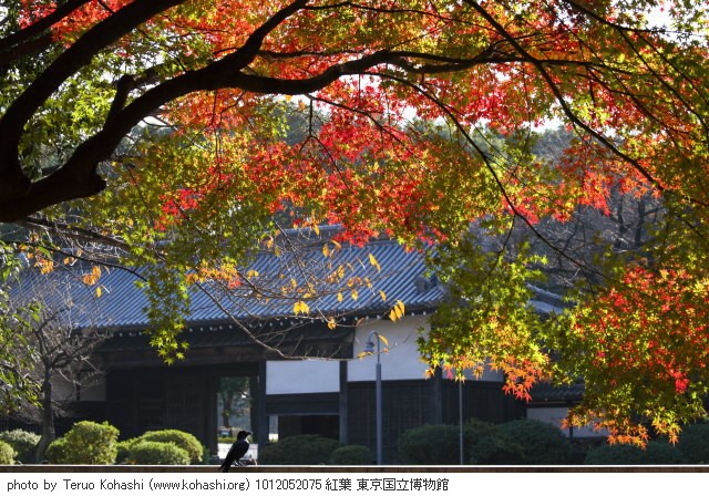 紅葉・銀杏 1012052075 紅葉 東京国立博物館 thumbnail