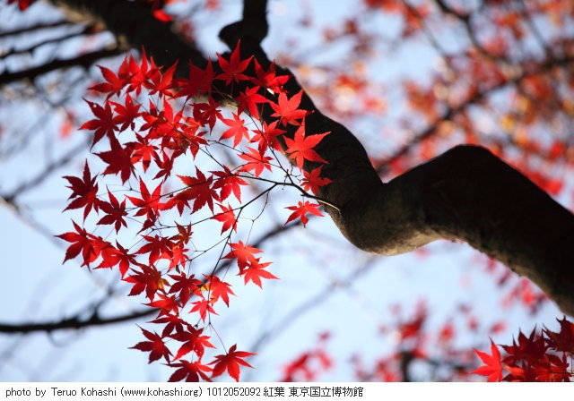 紅葉・銀杏 1012052092 紅葉 東京国立博物館 thumbnail