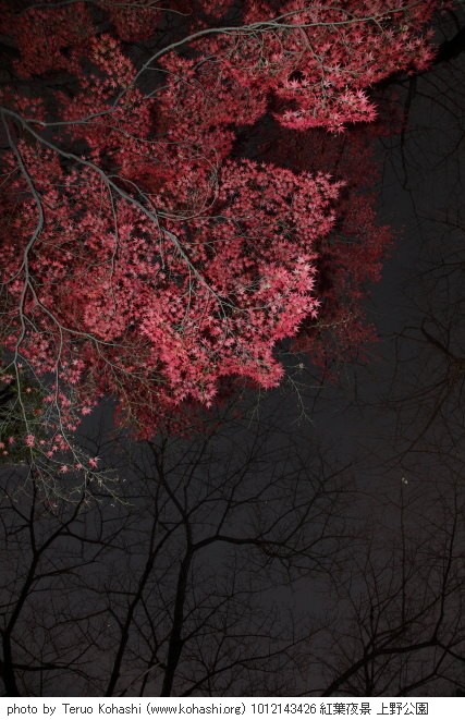 紅葉・黄葉 1012143426 紅葉夜景 上野公園 thumbnail