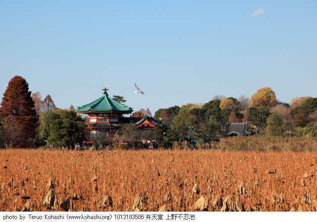 上野公園 2010 1012183586 弁天堂 上野不忍池 thumbnail
