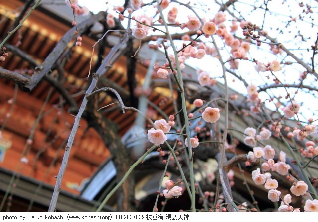 湯島天神、界隈 2011 1102037839 枝垂梅 湯島天神 photo
