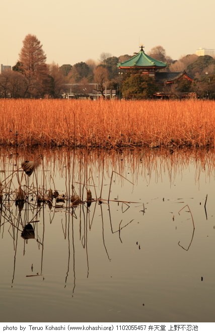 上野公園 2011 1102055457 弁天堂 上野不忍池 photo