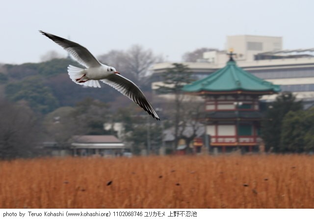 上野公園 2011 1102068746 ユリカモメ 上野不忍池 photo