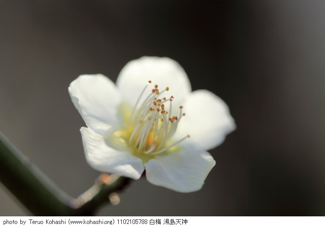 これまでの2月の見頃見所 1102105788 白梅 湯島天神 thumbnail