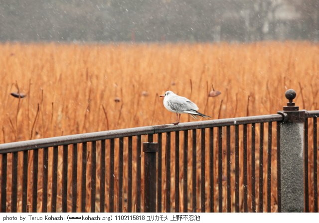 上野公園 2011 1102115818 ユリカモメ 上野不忍池 photo