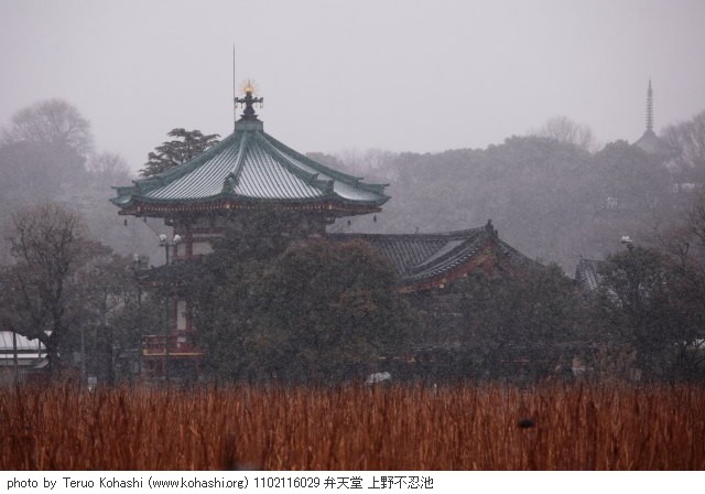 上野公園 2011 1102116029 弁天堂 上野不忍池 photo